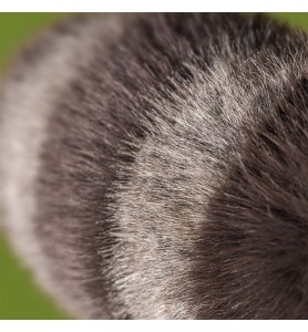 Trixiwoo Raccoon - Jellycat